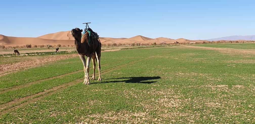 Chegaga Desert Trips Camp Campsite